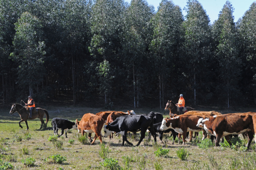 Delegación uruguaya se reunirá con firma china que produce tests de residuos en carnes