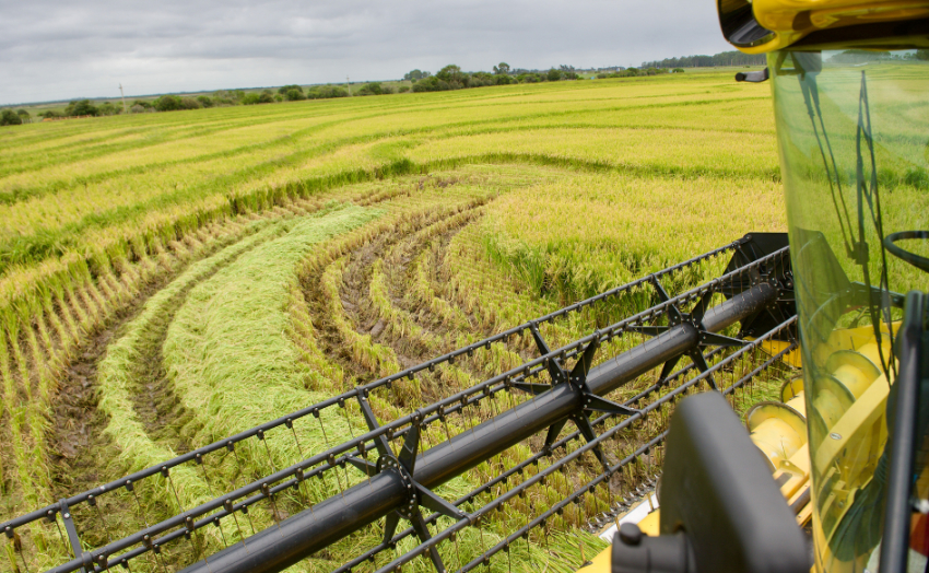 Poder Ejecutivo acuerda con sector arrocero un instrumento financiero para apoyar a 400 productores